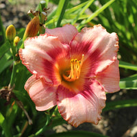 Wineberry Candy Reblooming Daylily