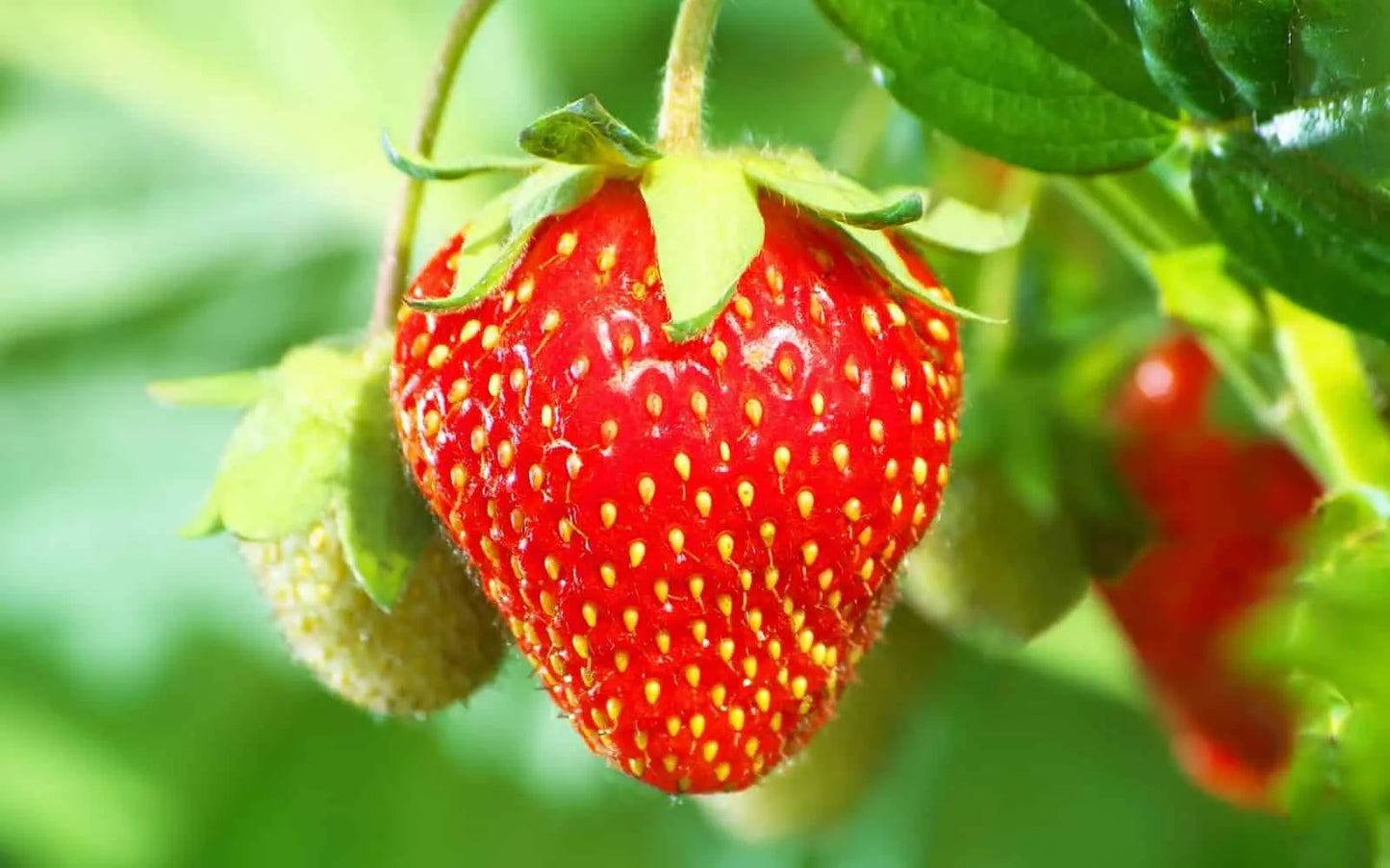 Tarpan – Strawberry Seed