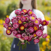 Purple Red – Strawflower Seed