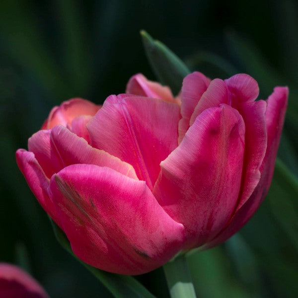 Sunset Tropical – Tulip