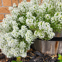 Alyssum- Carpet of Snow