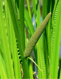 Aromatic Acorus Calamus Plant Seeds