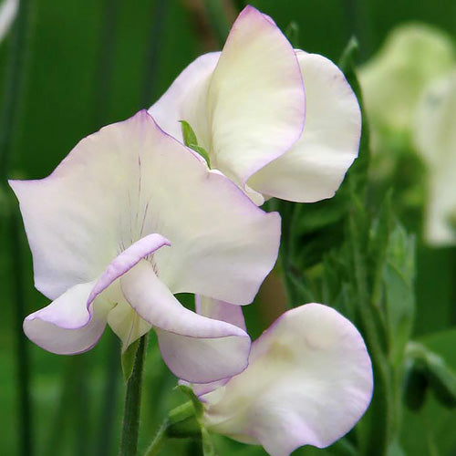 High Scent – Sweet Pea Seed