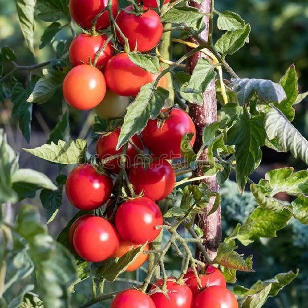 Tomato- Tatura Dwarf