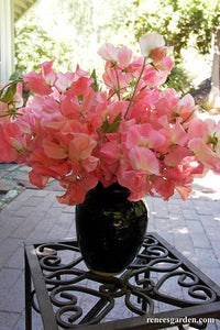 Elegance Watermelon – Sweet Pea Seed