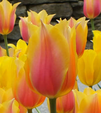 Yellow Dynasty Tulip Seeds