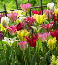 Viridiflora Tulip Mixture Seeds