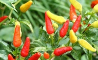 Chilli- Thai