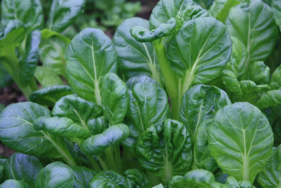 Tatsoi Spinach Mustard Green Vegetable Seeds