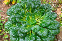 Tatsoi