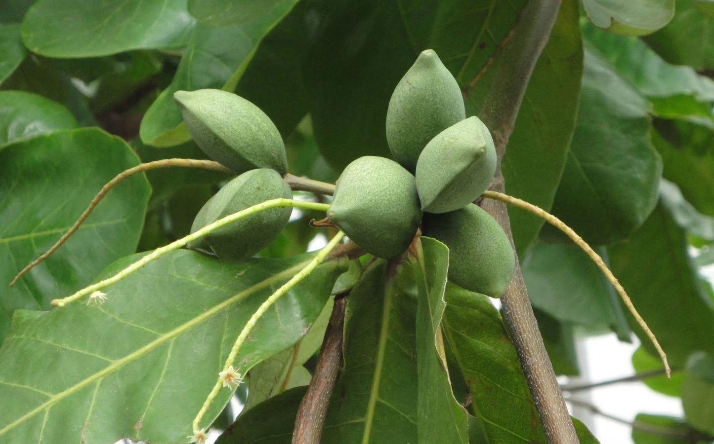 Terminalia Catappa, Bengal Almond - Seeds