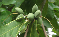 Terminalia Catappa, Bengal Almond - Seeds