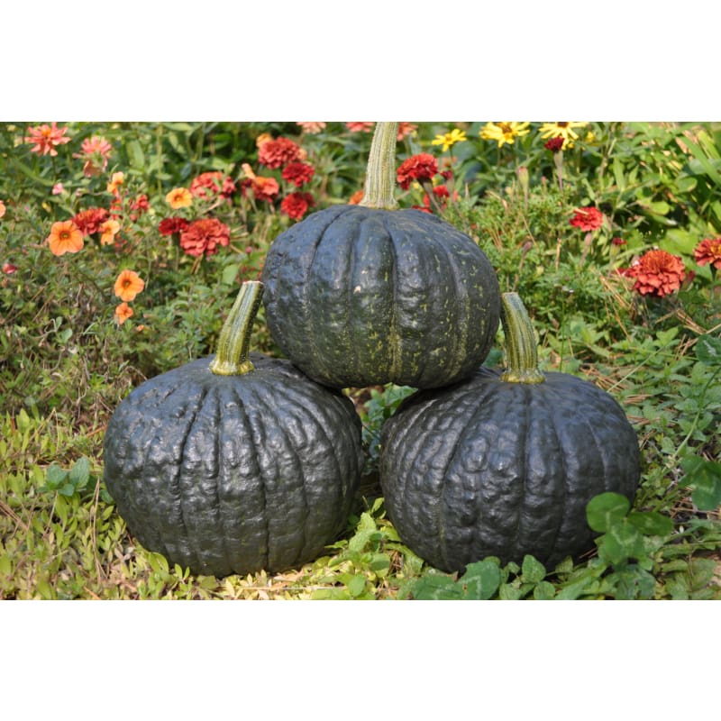 Tetsukabuto – Hubbard Squash Seed