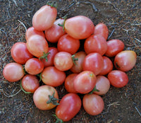 Tomato- Thai Pink Egg