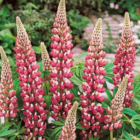 Chatelaine – Lupine Seed