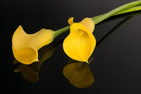 Calla Lily Yellow Bulb