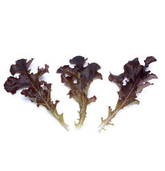 Blade – Organic Lettuce Seed