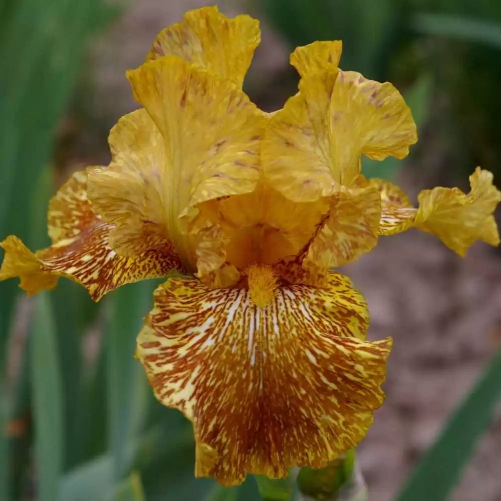 Tiger Honey Bearded Iris