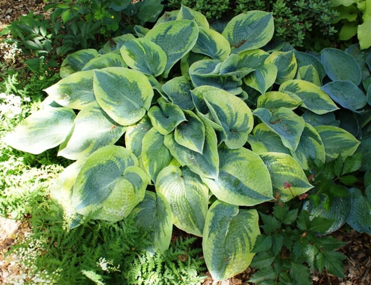 Tokudama flavocircinalis Hosta