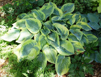 Tokudama flavocircinalis Hosta