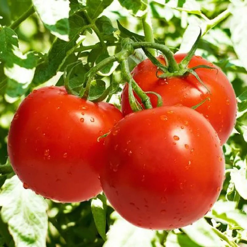 Tomato Roma Heirloom Vegetable Seeds