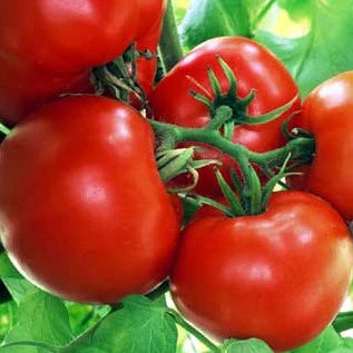 Tomato Roma Heirloom Vegetable Seeds