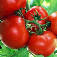 Tomato Roma Heirloom Vegetable Seeds