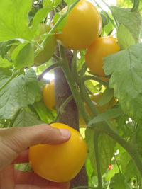 Taxi – Organic Tomato Seed