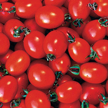 Tomato- Principe Borghese