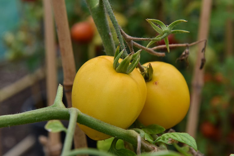 Taxi – Organic Tomato Seed