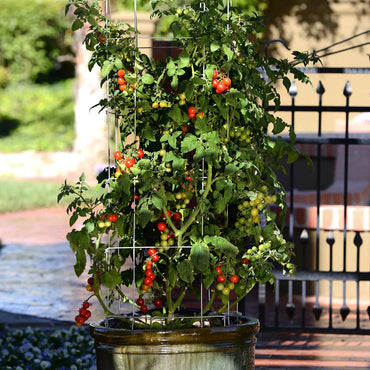 Tidy Treats – Tomato Seed