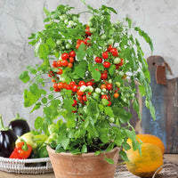 Tidy Treats – Tomato Seed