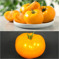 Tomato- Yellow Grosse Lisse