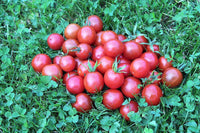 Tomato- Pink Marbles