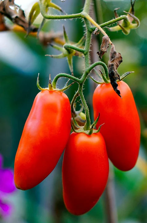 Tomato- San Marzano