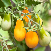 Tomato- Yellow Pear