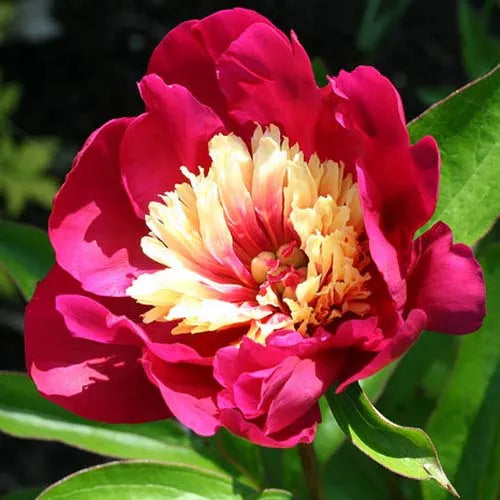 Top Hat Peony