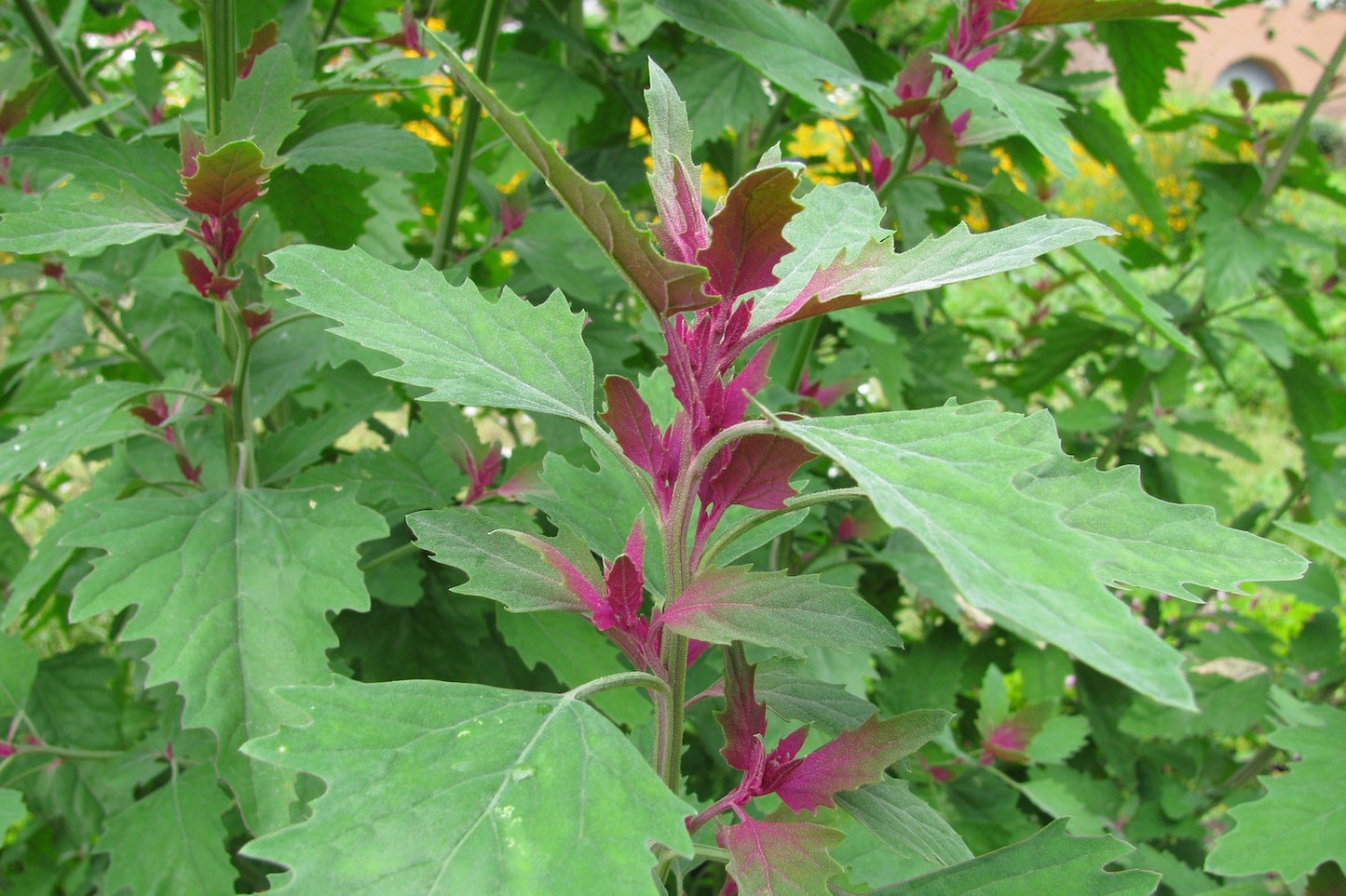 Tree Spinach