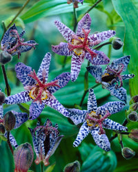 Blue Wonder Toad Lily