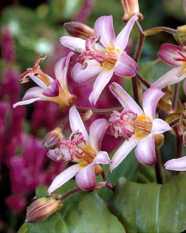 Tojen Toad Lily