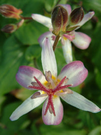 Tojen Toad Lily