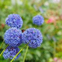 Zamin Allium Seeds