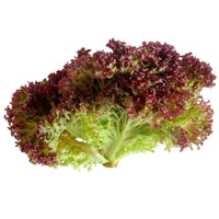 Lettuce- Lollo Rosso