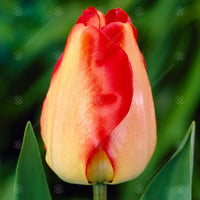 Tulip American Dream Bulbs