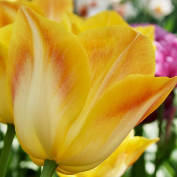 Yellow Dynasty Tulip Seeds