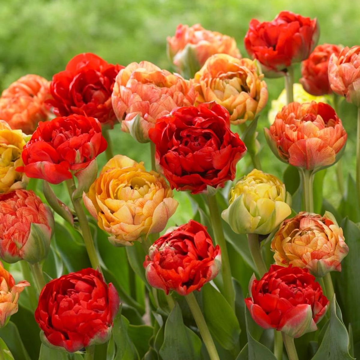 Gudoshnik Double – Tulip