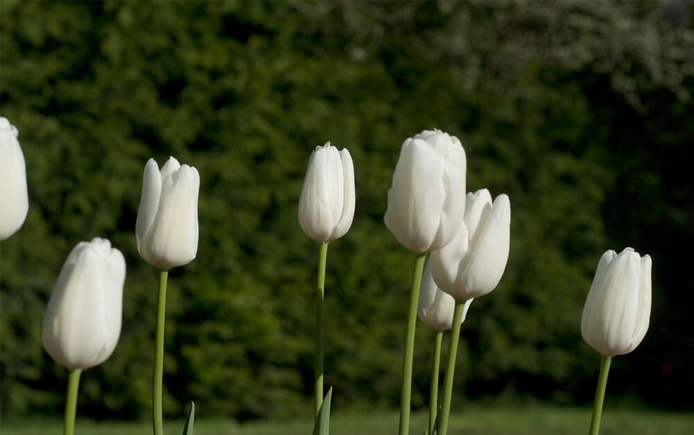 Hakuun – Darwin Hybrid Tulip s