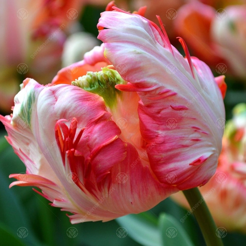 Tulip Salmon Parrot Pink Bulbs