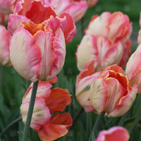 Tulip Salmon Parrot Pink Bulbs