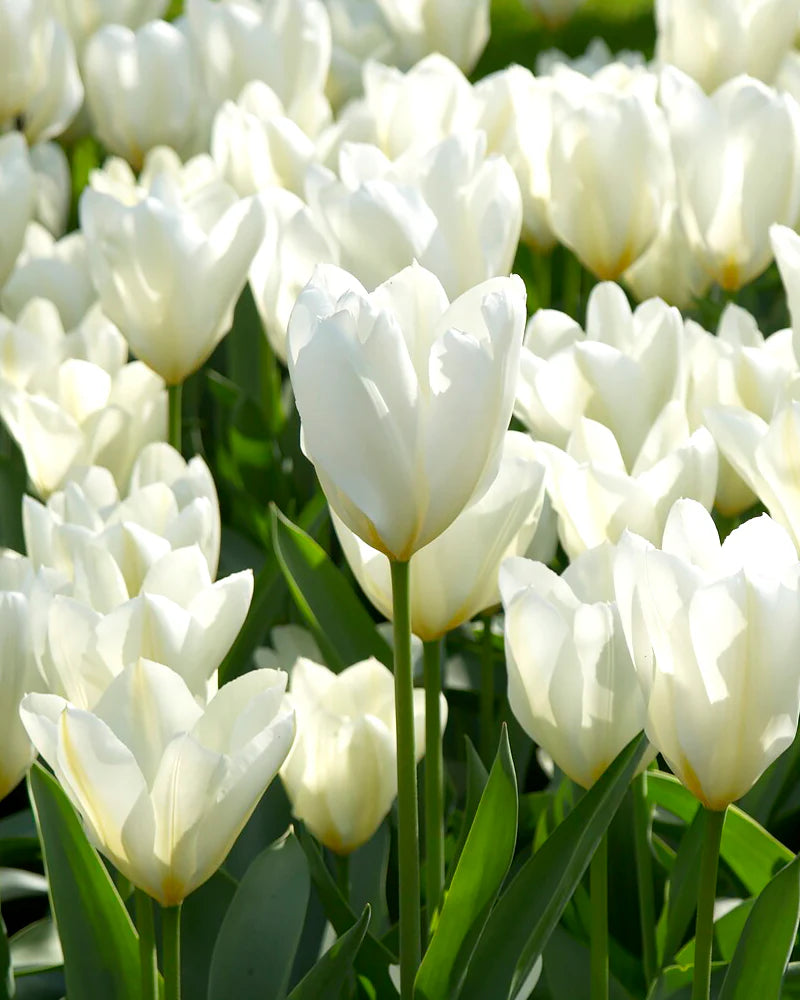 Tulip Purissima Cream White Bulbs